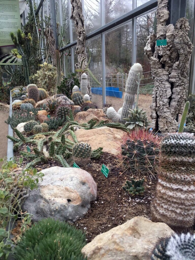 2018 12 15 Serres Tropicales Cactees Otsens1 768x1024