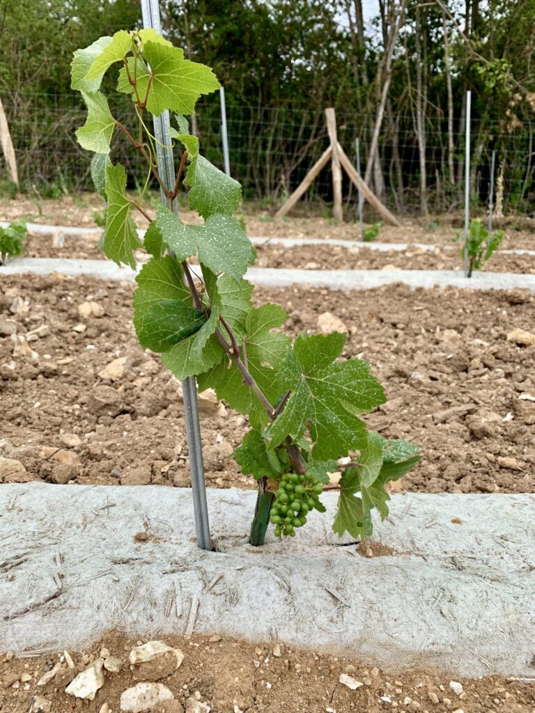2019 Domaine Des Senons Domaine Des Senons 4 768x1024